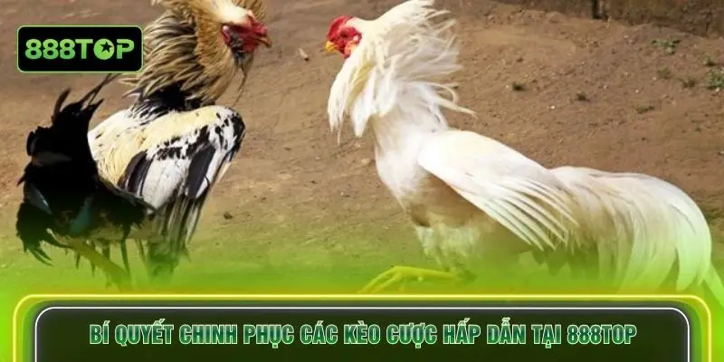 Bí quyết chinh phục các kèo cược hấp dẫn tại 888TOP